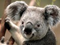 /album/anasayfa/koala-jpg/