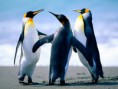 /album/anasayfa/penguins-jpg/